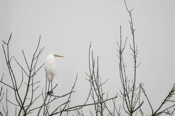 Beyaz Balıkçıl Ağaçta Duruyor — Stok fotoğraf