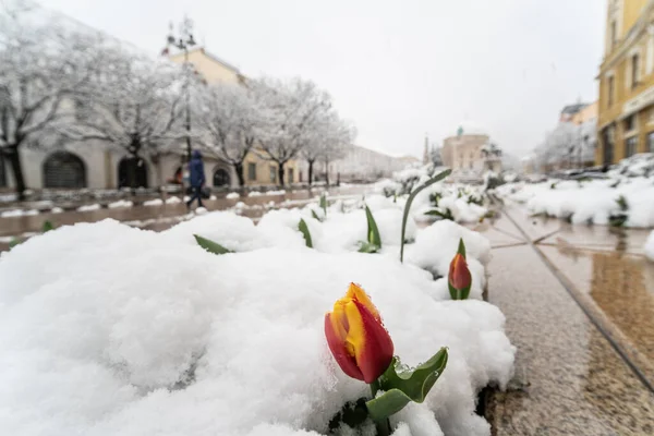 Tulipan Śniegu Wiosną Pecs Węgry — Zdjęcie stockowe