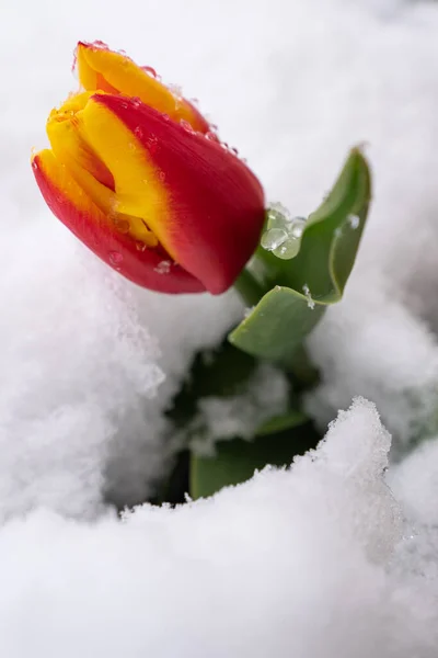 Tulipani Rossi Con Neve Fresca — Foto Stock