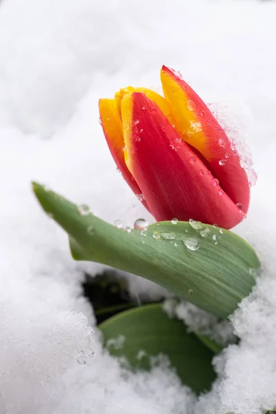 Tulipani Rossi Con Neve Fresca — Foto Stock