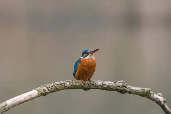 一般的なキングフィッシャー Alcedo Atthis は木の上に座る — ストック写真