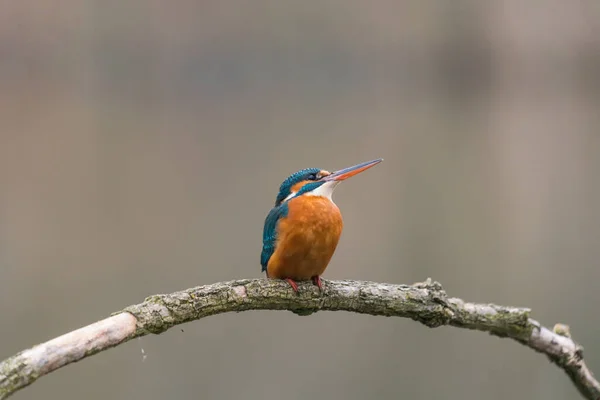 一般的なキングフィッシャー Alcedo Atthis は木の上に座る — ストック写真