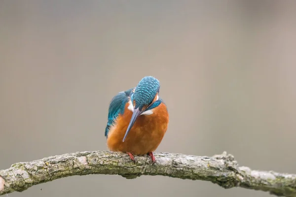 Vanlige Kungsfiskare Alcedo Sitter Träd — Stockfoto