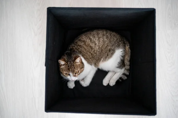 Preguiçoso Gato Relaxante Uma Caixa Escura — Fotografia de Stock