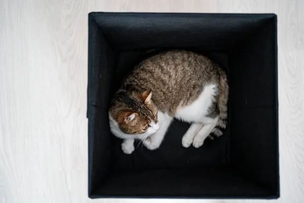 Preguiçoso Gato Relaxante Uma Caixa Escura — Fotografia de Stock
