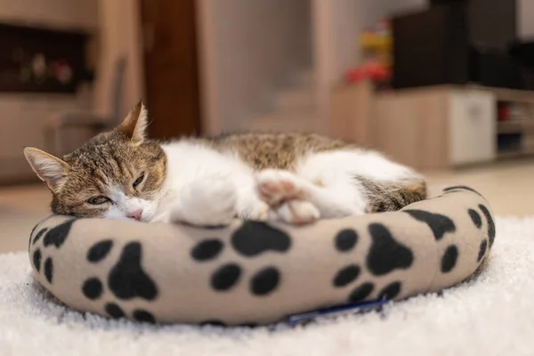 Schöne Katze Entspannt Sich Hause — Stockfoto