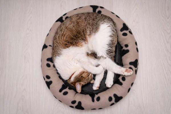 Agradable Gato Relajante Casa — Foto de Stock