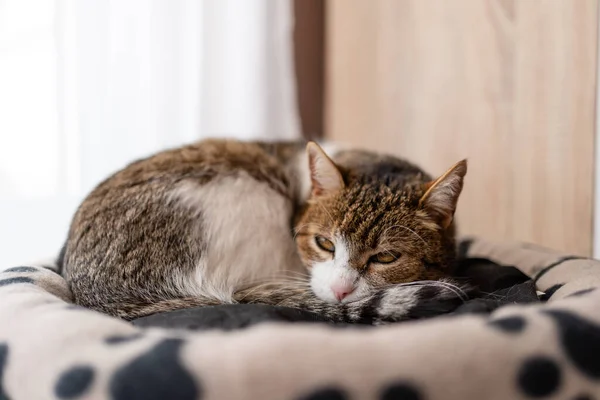 Schöne Katze Entspannt Sich Hause — Stockfoto