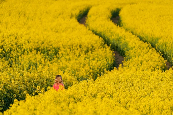 Small Girl Walking Canola Field — Stock Photo, Image