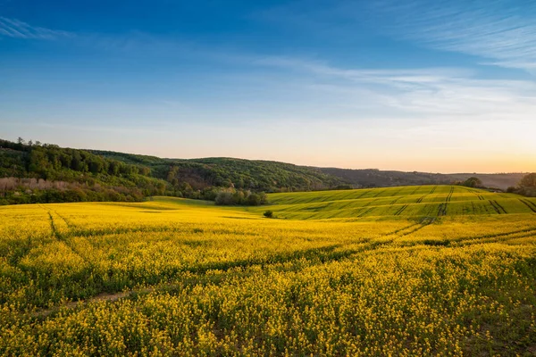 Yellow Canola Field Sunrise — Stock Photo, Image