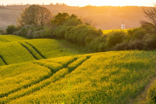 Torre Igreja Com Campo Canola Amarelo Abaliget — Fotografia de Stock