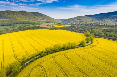 Mecsek Hills ile sarı kanola tarlası