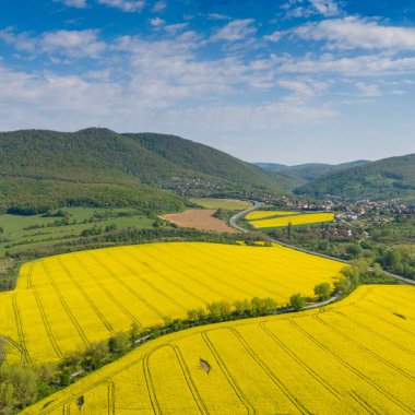Mecsek Hills ile sarı kanola tarlası