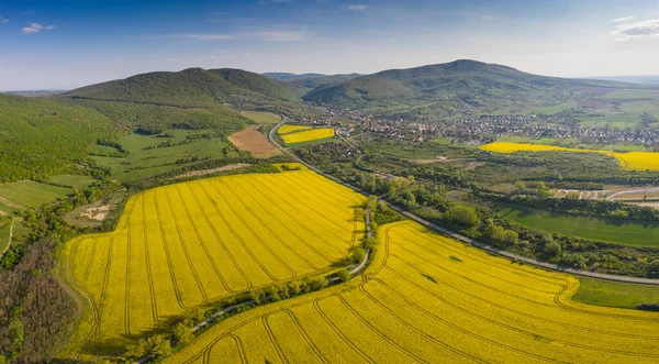 Campo Canola Amarillo Con Mecsek Hills — Foto de Stock