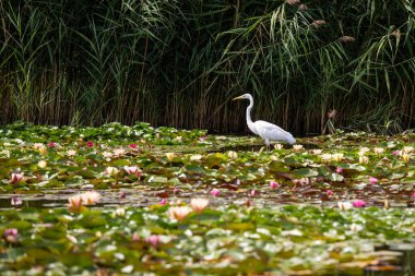 Büyük Akbalıkçıl (Ardea alba) yiyecek arıyor