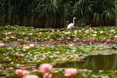 Büyük Akbalıkçıl (Ardea alba) yiyecek arıyor