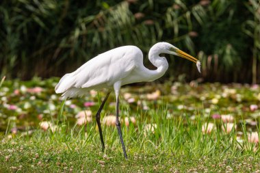 Büyük Akbalıkçıl (Ardea alba) yiyecek arıyor
