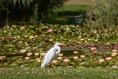 Büyük Akbalıkçıl (Ardea alba) yiyecek arıyor