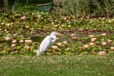 Büyük Akbalıkçıl (Ardea alba) yiyecek arıyor
