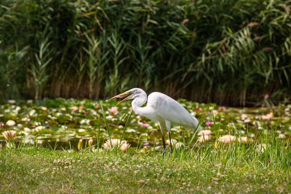 Grote Zilverreiger Ardea Alba Zoekt Voedsel — Stockfoto