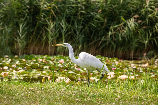 Grote Zilverreiger Ardea Alba Zoekt Voedsel — Stockfoto