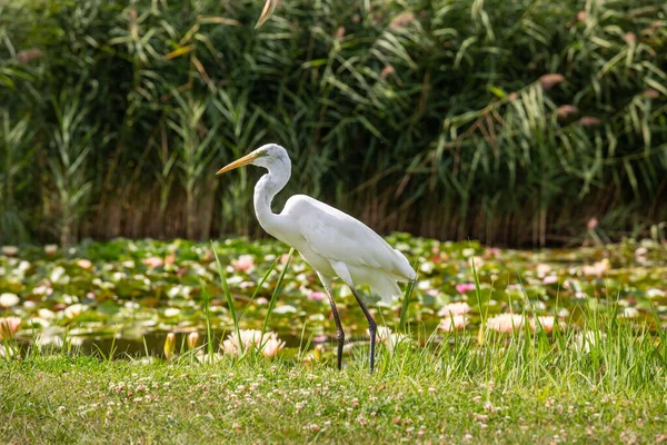 Grote Zilverreiger Ardea Alba Zoekt Voedsel — Stockfoto