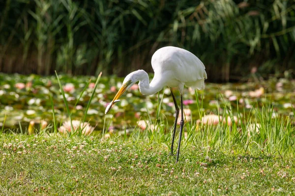 Grote Zilverreiger Ardea Alba Zoekt Voedsel — Stockfoto