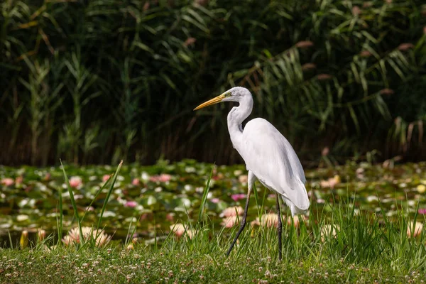 Grote Zilverreiger Ardea Alba Zoekt Voedsel — Stockfoto