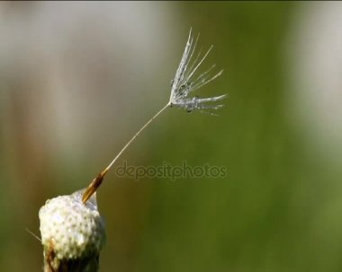 Bir karahindiba ile aken çiğ tanesini bırakır