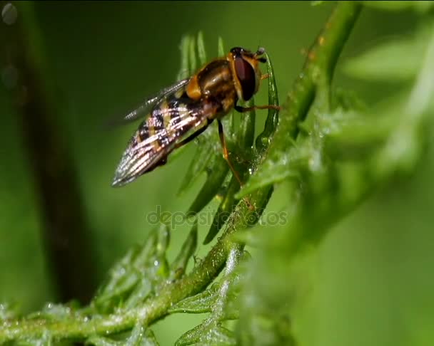 Abeja sentada en el tallo — Vídeos de Stock