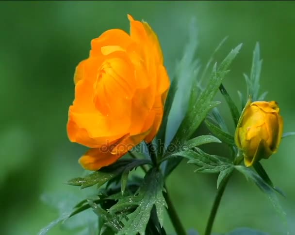 Hermosa flor amarilla Trllius — Vídeos de Stock