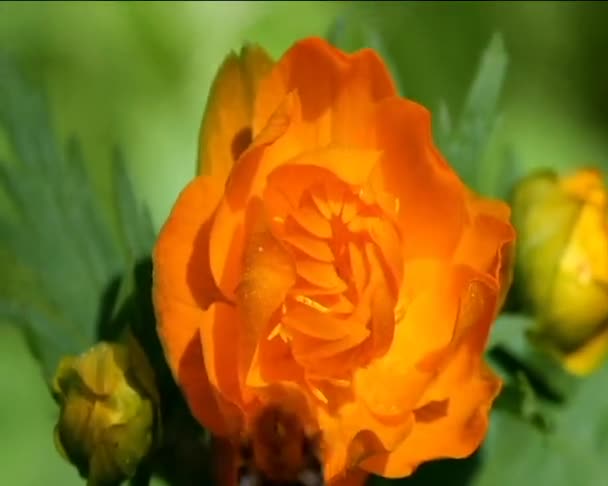 Orange, wild flower — стоковое видео