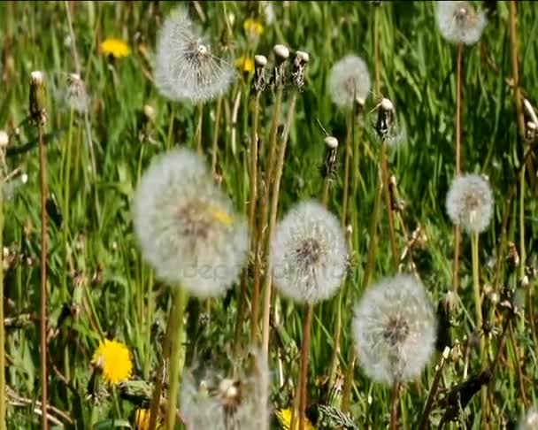 Gula vilda blommor som växer i fält — Stockvideo
