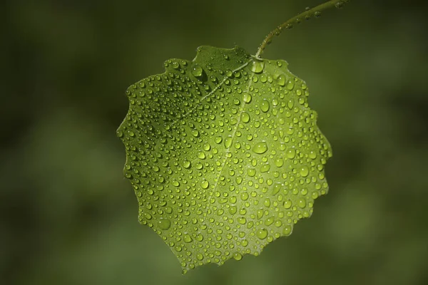 Bir yaprak çiy damlaları