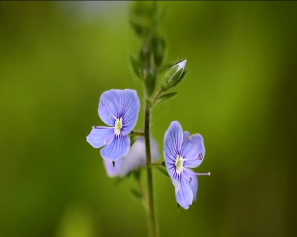 Blå blommor växer i fältet — Stockvideo