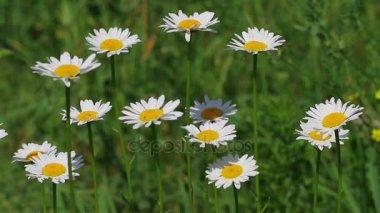 Alan papatyalar bir çayırda