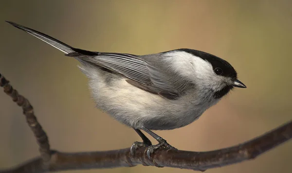 Pájaro Viviendo Bosque — Foto de Stock