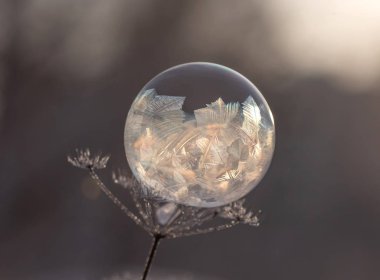 Kuru bir bitkinin gövdesinde donmuş sabun köpüğü bulanık bir arka plana yakın.