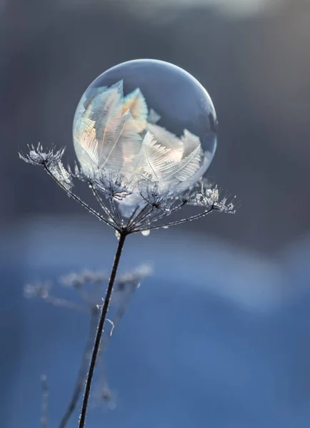 Kuru bir bitkinin gövdesinde donmuş sabun köpüğü bulanık bir arka plana yakın.