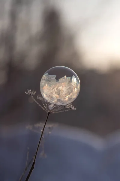 Замороженный Мыльный Пузырь Стебле Сухого Растения Закрывается Размытом Фоне — стоковое фото
