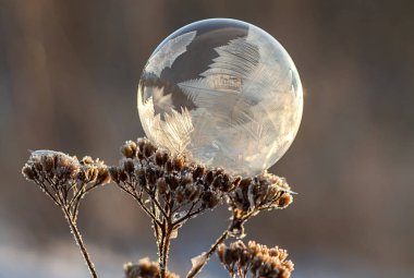 Kuru bir bitkinin gövdesinde donmuş sabun köpüğü bulanık bir arka plana yakın.