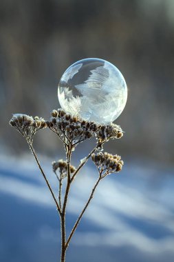 Kuru bir bitkinin gövdesinde donmuş sabun köpüğü bulanık bir arka plana yakın.