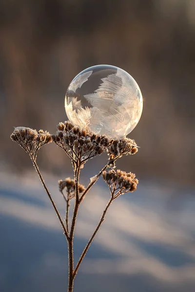 Замороженный Мыльный Пузырь Стебле Сухого Растения Закрывается Размытом Фоне — стоковое фото