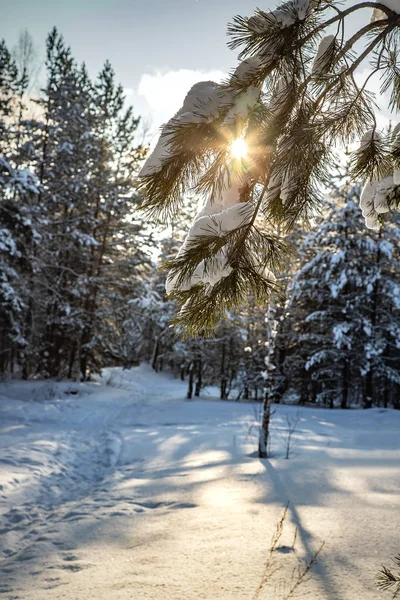 Χειμερινό Πευκοδάσος Πίστα Σκι Φωτεινό Ήλιο Μπλε Ουρανό Λευκά Σύννεφα — Φωτογραφία Αρχείου