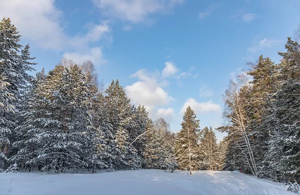 Floresta Pinheiros Inverno Com Pista Esqui Sol Brilhante Céu Azul — Fotografia de Stock
