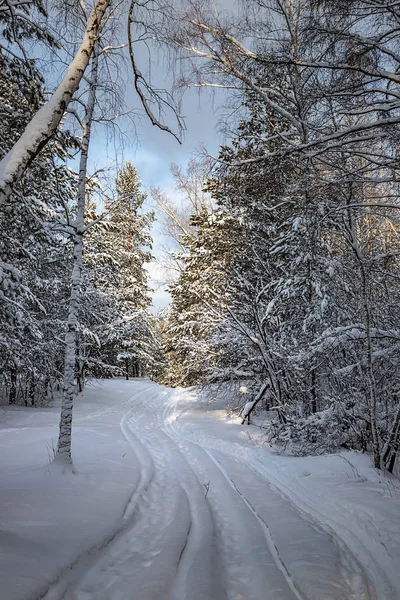 Зимний Сосновый Лес Лыжней Яркое Солнце Голубом Небе Белыми Облаками — стоковое фото
