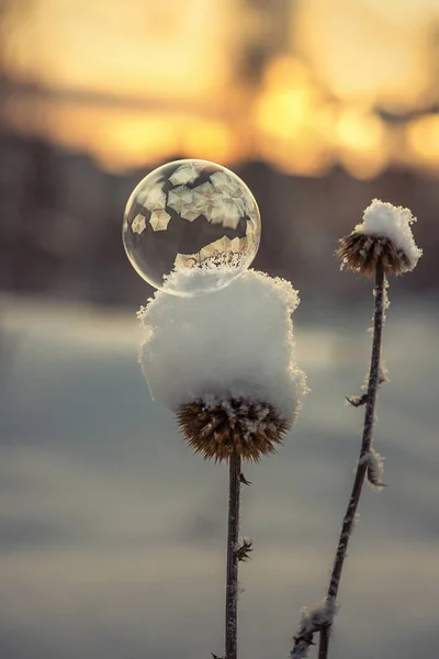 Bolha Sabão Congelada Uma Planta Seca Coberta Neve — Fotografia de Stock