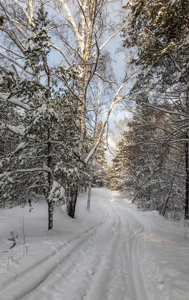 Красивый Зимний Пейзаж Сосновом Лесу — стоковое фото