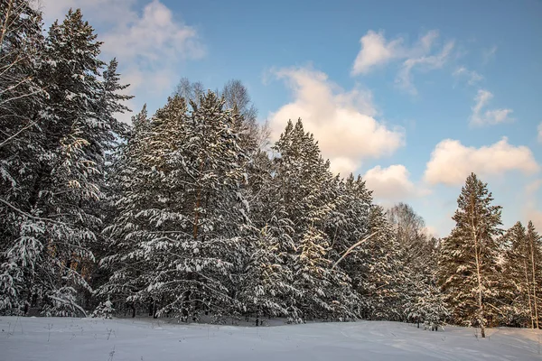 Красивый Зимний Пейзаж Сосновом Лесу — стоковое фото