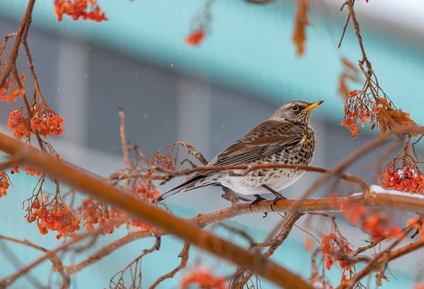 Oiseau Forestier Plissant Sur Une Branche Une Rowan Mûre Sur — Photo